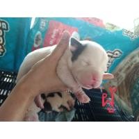 ราคา บูลลี่ (360929345)