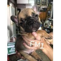 ราคา ขายสุนัข frenchbulldog (360928100)