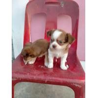 ราคา ชิวาว่าแท้ ญ อายุ50วัน แข็งแรง กินเก่ง (360924789)