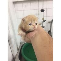 ราคา เปอเซียแท้ (360933401)