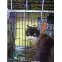 ราคา เปอเซียที่รัก (360929670)