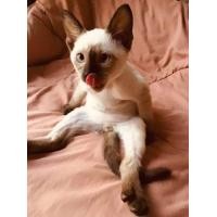 ราคา แมว วิเชียรมาศ (360934436)