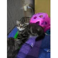 ราคา สก็อตติช (360934291)