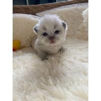 ราคา สก็อตติชโฟลด์ (360933776)