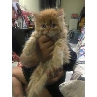 ราคา แมวเปอเซีย หน้าตุ๊กตาแท้ๆ ญ (360933552)