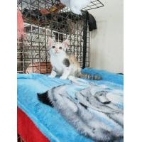 ราคา ช็อตแฮร์ผสมเปอร์เซีย ตัวเมีย (360933143)