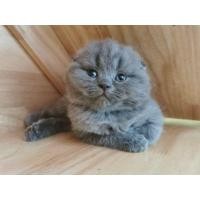 ราคา scottish fold tcc หูพับเเละตั้ง 3 หนุ่ม (360927497)