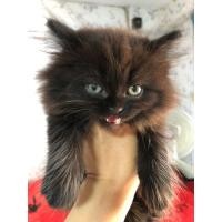 ราคา แมวเปอเซียร์แท้ (360927274)