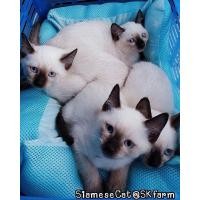 ราคา (ลูกแมววิเชียรมาศ Siamese Cat) แมวมงคลไทยโบราณสายพันธุ์ไทยวิเชียรมาศ หรือแมวสยาม จดทะเบียนพาณิชย์ (360928185)