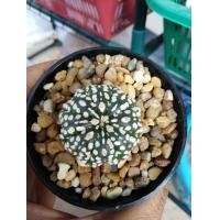 ราคา กระบองเพชร​ Cactus​ Astrophytum​ Asterias​ Super ​Kabuto​ V type แคคตัส​ แอสโตร แอส​ทีเ​รียส​ ซุปเปอร์​ ลูกวี สายลุ้นจัดไป ลายประจุดใหญ่คม (มือหนึ่ง) (360930663)