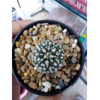 ราคา กระบองเพชร​ Cactus​ Astrophytum​ Asterias​ Super ​Kabuto​ V type แคคตัส​ แอสโตร แอส​ทีเ​รียส​ ซุปเปอร์​ วี ขาวีโผล่แล้ว ลุ้นฟอร์มสวยๆ (มือหนึ่ง) (360928139)