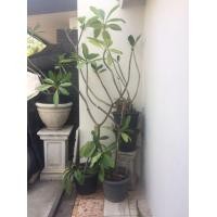 ราคา ต้นลีลาวดีสูงประมาณ 160 cm. มีสามกระถาง (มือสอง) (360926204)