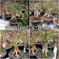 ราคา ชวนชม โซโค ดอกดกทรงสวย กระถาง 30 ซม. (มือหนึ่ง) (357242309)