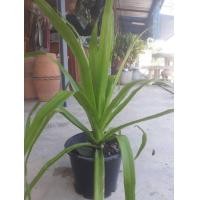 ราคา ขายต้นจันผา (มือหนึ่ง) (358034745)