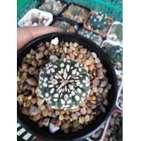 ราคา กระบองเพชร​ Cactus​ Astrophytum​ Asterias​ Super ​Kabuto​ V type แคคตัส​ แอสโตร ซุปเปอร์​ ลุ้นวี (มือหนึ่ง) (360933504)