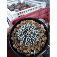 ราคา กระบองเพชร​ Cactus​ Astrophytum​ Asterias​ Super ​Kabuto​ V type แคคตัส​ แอสโตร แอส​ทีเ​รียส​ ซุปเปอร์​ ลูกวี เกล็ดขาวใหญ่​ ลุ้นวี ฟอร์มสวย (มือหนึ่ง) (360931352)
