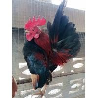 ราคา ไก่แจ้ ซารามอ (360933902)