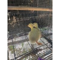 ราคา ลูกห่านขาว (360930237)