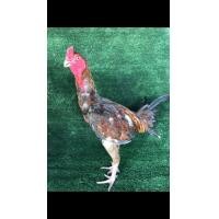 ราคา ลูกเพาะไก่ชนพม่า ง่อน ไต้หวัน (360933998)