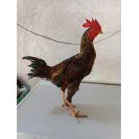 ราคา เยียรคัดผ่าน (360928113)