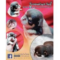 ราคา ชิวาวาน่ารัก ชิวาว่าหมาขี้อ้อน (มือหนึ่ง) (360931774)