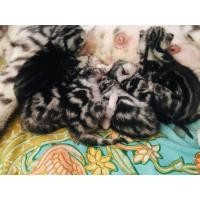 ราคา แมวอเมริกันช๊อตแฮร์ (มือหนึ่ง) (360928038)