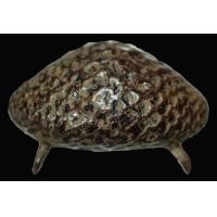 ราคา เบี้ยแก้ หลวงปู่รอด วัดนายโรง ขนาด 4.0 เซนฯ ห่วงคู่ รักเก่า สวย ปรอทวิ่งฉิว หายาก (AB909) (มือสอง) (359145112)