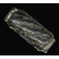 ราคา ตะกรุดสาริกา หลวงปู่ศุข ขนาด 1.0 เซนฯ ยาว 1.0 นิ้ว เนื้อเก่า สวย (AA909) (มือสอง) (355196798)