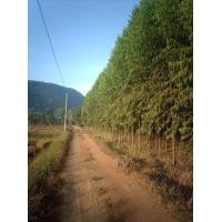 ราคา ขายไม้ยูคาลิปตัส ยกแปลง (มือหนึ่ง) (360863166)