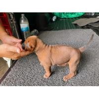 ราคา ลูกสุนัขไทยหลังอาน (360927121)