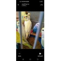 ราคา ขายนกหงส์หยกตัวละ2000 (360878636)