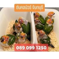 ราคา ลูกป้อนนกแก้วซันคอนัวร์ (360874906)