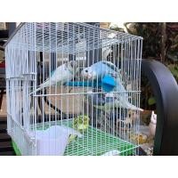 ราคา หงส์หยกสวยๆ (360872703)