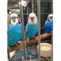 ราคา ขายนกหงส์หยกอังกริช เกรดสวยตัวละ1300 (360871241)