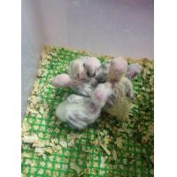 ราคา นกแก้วซันคอนัวร์ (360870310)