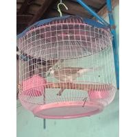 ราคา นกเขาใหญ่ด่างสายแฟนตาซี ตัวเมียขันโยน1กุก อายุ1ปี8เดือน (360869257)