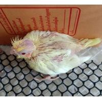 ราคา ลูกป้อนค็อกคาเทล (360864676)