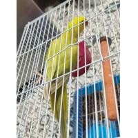 ราคา นกแก้ว​ริงเน็คค่ะ (360859804)