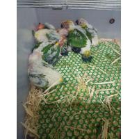 ราคา นกแก้วซันคอนัวร์ (360862516)