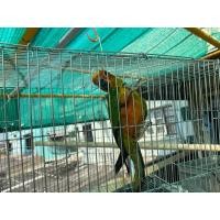 ราคา ขายนก (360859102)