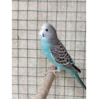 ราคา ขายนกหงส์หยก มีทั้งลูกป้อนและลงลังแล้วสีสวย จับคู่แล้วก็มีครับ (360739281)