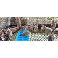 ราคา นกคุ้มอเมริกา (360921779)