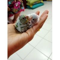 ราคา ลูกป้อนนกหงส์หยกสายพันธุ์ฮอนแลนส์ (360902544)