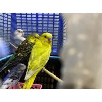 ราคา นกหงส์หยก (360901490)