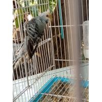 ราคา ขายนกหงส์หยกสวยงาม (360894939)