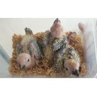 ราคา ลูกป้อน ซันคอนัว (360894413)