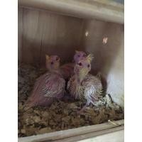 ราคา ลูกป้อน ค็อกคาเทล (360893814)