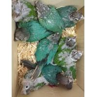 ราคา นกแก้วกรีนชีค (360893947)
