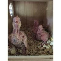 ราคา ลูกป้อน ค็อกคาเทล (360893813)