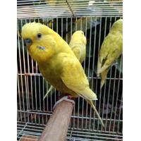 ราคา นกหงส์หยกสีสวยๆ (360888433)